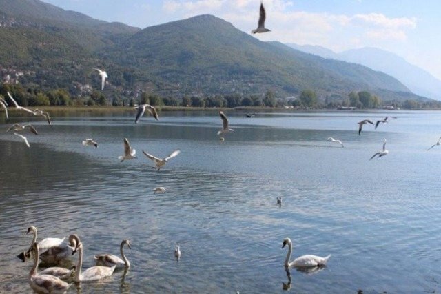 Censusi i shpendëve 2025, më pak shpendë në ujërat e