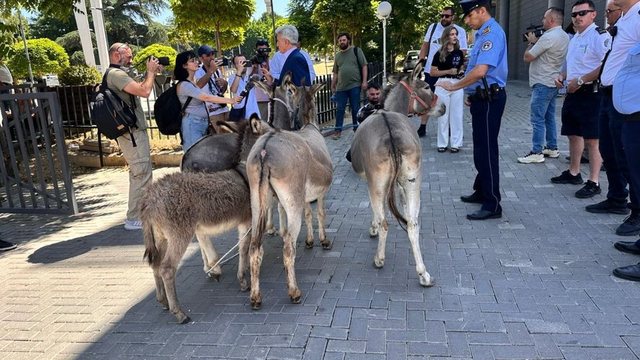 FOTOT/ Ngërçi, avokati sjell në Kuvend 4 gomerë: