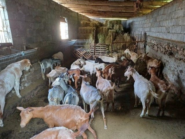 Murtaja erdhi nga Rumania, vrau mbi 1 mijë bagëti, sëmundja