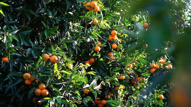 Efektet e pesticidit të ndaluar te mandarinat/ Nga sistemi hormonal tek