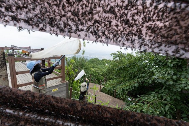 Romancë e padëshiruar në Seul, insektet “e