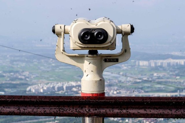 Romancë e padëshiruar në Seul, insektet “e